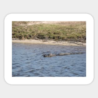 Alligator Swimming in the Water Sticker